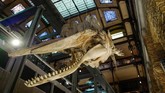 Museum yang bernama asli Muséum national d'Histoire naturelle atau disingkat MNHN ini merupakan museum alam nasional Perancis dan pendidikan tinggi yang juga bernaung di bawah bendera Universitas Sorbonne. (AFP PHOTO / Ludovic MARIN)