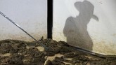 Travis Gardner berjalan melewati sekumpulan ular derik di ajang Sweetwater Rattlesnake Roundup di koleseum di Nolan County, Texas. (AFP PHOTO / Loren Elliott)