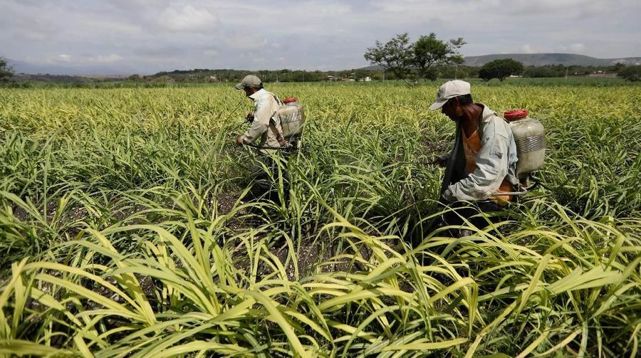 FILE PHOTO: Workers spray fertilizer in a sugar cane field in Zacatepec de Hidalgo, in Morelos state, Mexico, May 31, 2017.   REUTERS/Edgard Garrido/File Photo                      GLOBAL BUSINESS WEEK AHEAD