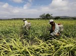 Bakal Jadi Raksasa Gula RI, Ini Kebun Gula Milik Sugar Co!