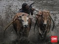 FOTO: Pacu Jawi di Tanah Datar