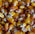 Cukupkan Impor 100.000 Ton Untuk Kendalikan Harga Jagung?