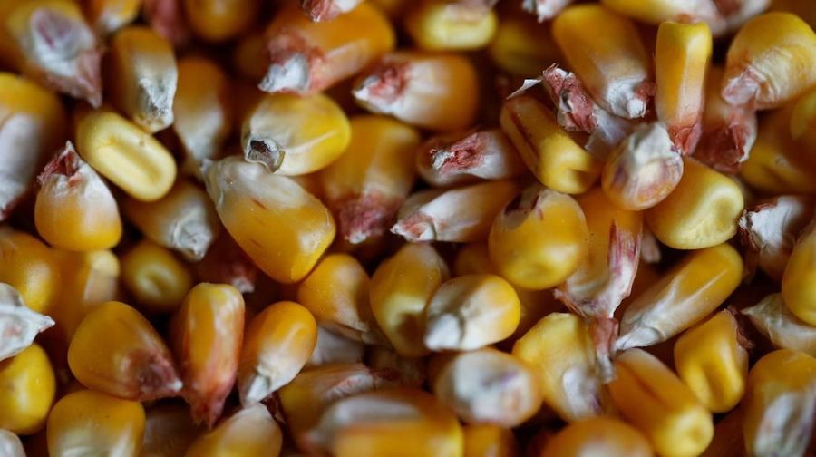 Pemerintah mengimpor jagung untuk menurunkan harga jagung ke leve Rp 4.000/kg. Adapun pantauan Satgas Pangan, harga jagung di pasar mencapai Rp 5.200-5.300/kg.