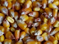 Cukupkan Impor 100.000 Ton Untuk Kendalikan Harga Jagung?