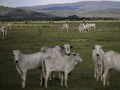 Ratusan Ribu Sapi Dikhawatirkan Mati Akibat Banjir Australia