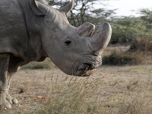Bayi Tabung Badak Putih Utara Berhasil, Pejantan Terakhir Dikenang Lagi