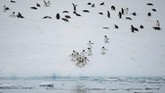Tujuannya adalah untuk membuat tempat aman yang tidak bisa dijangkau oleh pemburu ikan industrial. (REUTERS/Alexandre Meneghini)