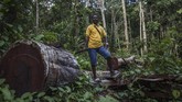 Seorang warga Kampung Sira, Arkilaus Kladit berdiri di atas pohon Merbau yang usianya ditaksir 50 tahun di dalam Hutan Desa. Berdasarkan SK penetapan Areal kerja hutan desa Manggroholo dan Sira mereka diizinkan mengambil 50 kubik pohon per tahun yang disesuikan dengan kebutuhan. (Greenpeace/Jurnasyanto Sukarno)