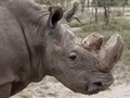 Sudan, si Badak 'Tinder' yang Resmi Punah