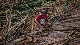 Seorang bocah sedang membuat sapu dari daun-daun pohon sagu di Kampung Sira. (Greenpeace/Jurnasyanto Sukarno)