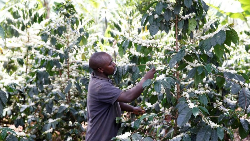 Kenya dikenal sebagai penghasil kopi terbaik terbaik dunia