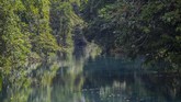 Inilah Kali Biru yang terkenal di lansekap wilayah adat Knasaimos, Kabupaten Sorong Selatan, Papua Barat. Sungai ini berada berdekatan dengan Kampung Sira dan Mangroholo. (Greenpeace/Jurnasyanto Sukarno)