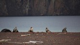 Selain itu, burung laut, sejumlah spesies anjing laut atau paus pun hampir bisa dilihat setiap saat. (REUTERS/Alexandre Meneghini)