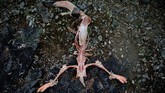 Penguin, paus dan anjing laut bergantung secara langsung atau tidak langsung pada udang-udangan kecil untuk makanan. (REUTERS/Alexandre Meneghini)