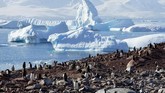 Namun, ternyata ada banyak jenis kehidupan liar di Antartika, terutama pinguin. (REUTERS/Alexandre Meneghini)