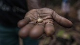 Seorang warga Sira yang sedang berada di hutan menunjukkan cacing sagu yang ia temukan. (Greenpeace/Jurnasyanto Sukarno)