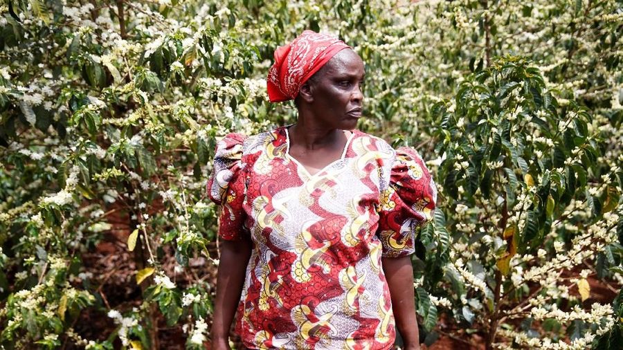 Kenya dikenal sebagai penghasil kopi terbaik terbaik dunia