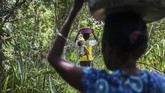 Perempuan-perempuan dari marga Kladit membawa bahan sagu yang dipanen dari hutan ke dalam kampung mereka, Kampung Sira, untuk diolah lanjut. (Greenpeace/Jurnasyanto Sukarno)