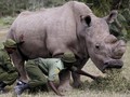 Menanti Kelahiran Bayi Badak Putih Utara