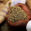 Intip Keunggulan Biji Kopi Liberika Dibanding Arabika-Robusta