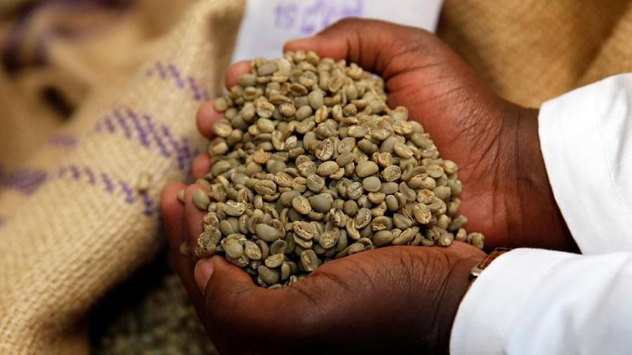 An employee shows coffee beans at the Central Kenya Coffee Mill near Nyeri, Kenya, March 15, 2018. Picture taken March 15, 2018. REUTERS/Baz Ratner