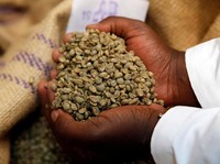 Intip Keunggulan Biji Kopi Liberika Dibanding Arabika-Robusta