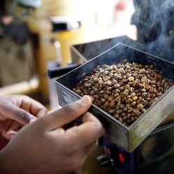 Produktivitas Lahan Kopi RI Bisa Ditingkatkan 3-4 Kali Lipat