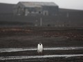 Fosil Penguin Raksasa Ditemukan di Selandia Baru