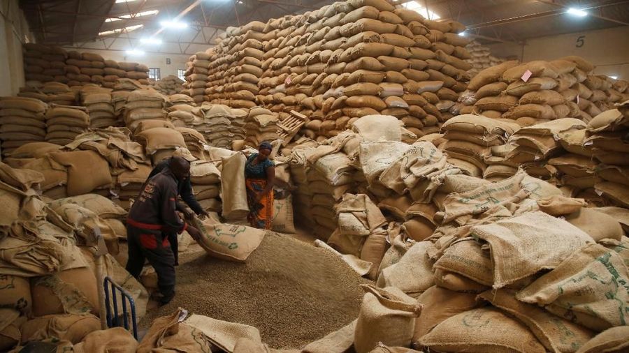 Coffee, pembuatan kopi Employees process coffee at the Central Kenya Coffee Mill near Nyeri, Kenya, March 15, 2018. Picture taken March 15, 2018. REUTERS/Baz Ratner