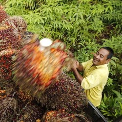 Kurang Bertenaga, Minyak Sawit Sepekan Anjlok 4%