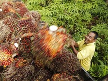 Harga Minyak Kedelai Naik, Harga CPO Ikutan Dapat Berkah