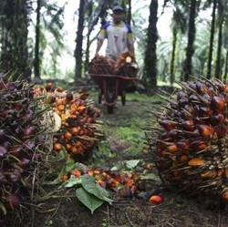 Ekspor RI & Malaysia Turun, Harga CPO di Bawah RM 2.700/ton