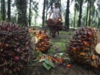 Prabowo Mau Gencarkan Biodiesel Sampai B60, Minyak Sawitnya Cukup?