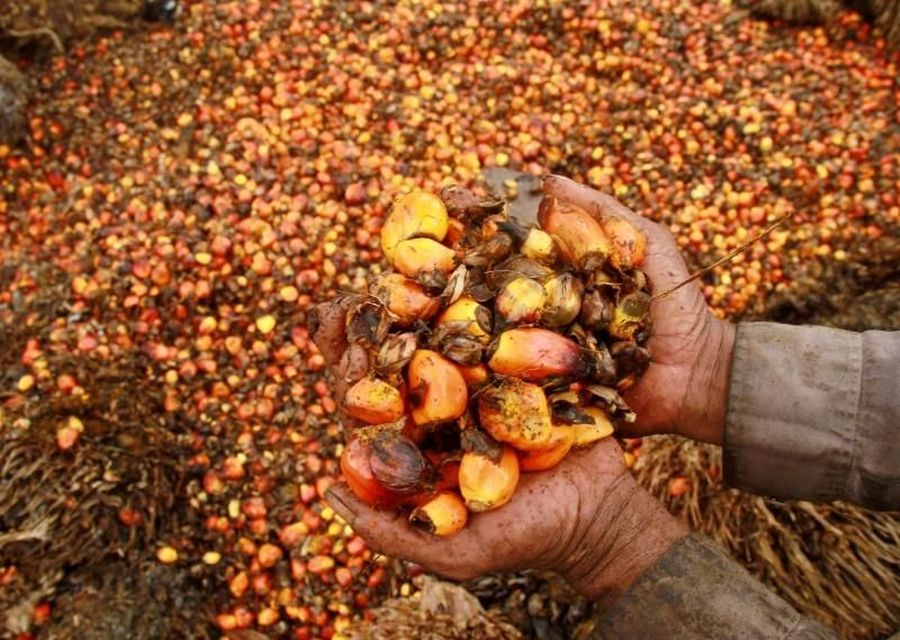 India-Malaysia Panas, Akankah Saham Produsen CPO Bangkit?