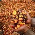 Harga CPO Pesta Pora, Bos Sawit Full Senyum