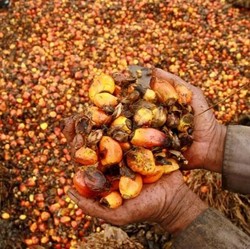 Setelah Libur Idul Adha Harga CPO Dapat Berkah, Melejit 1,5%!