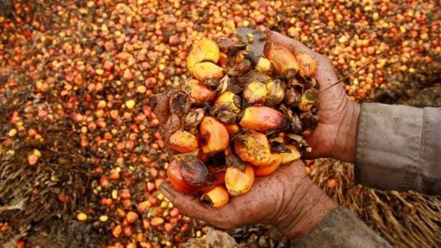 Harga Rata-rata CPO Diestimasi Naik Hingga 2.700 Ringgit/ton