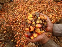 Harga Rata-rata CPO Diestimasi Naik Hingga 2.700 Ringgit/ton