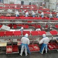 Lampu Kuning Ekonomi China, Babak Belur Dihajar Daging Babi