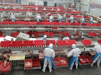China Sedang Pusing dengan Babi, RI Masih Aman