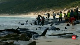 VIDEO: Ratusan Paus Pilot Terdampar di Australia