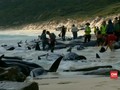 VIDEO: Ratusan Paus Pilot Terdampar di Australia