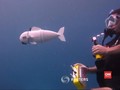 VIDEO: SoFi, Robot Ikan Pengukur Kadar Polusi Air Laut