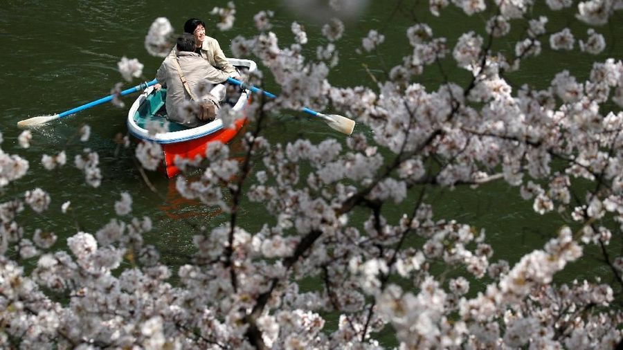Pada musim semi wisatawan dapat menikmati keindahan bunga cantik yang terkenal asal Jepang tersebut.