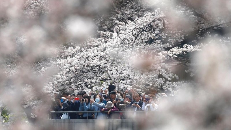 Pada musim semi wisatawan dapat menikmati keindahan bunga cantik yang terkenal asal Jepang tersebut.