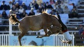 Seorang gauchos sangat sering diidentikkan dengan leluhur campuran. Beberapa gauchos dikenal memiliki nenek moyang dari Eropa dan India. (REUTERS/Andres Stapff)