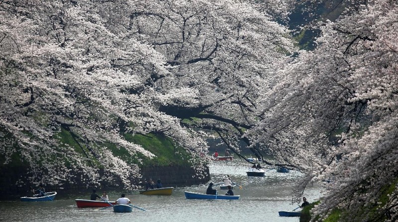 Pada musim semi wisatawan dapat menikmati keindahan bunga cantik yang terkenal asal Jepang tersebut.
