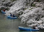 Menikmati Keindahan Bunga Sakura Saat Musim Semi Tiba