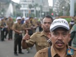 Punya Lahan 2,4 Juta Hektar, Begini Nasib Bisnis Perhutani