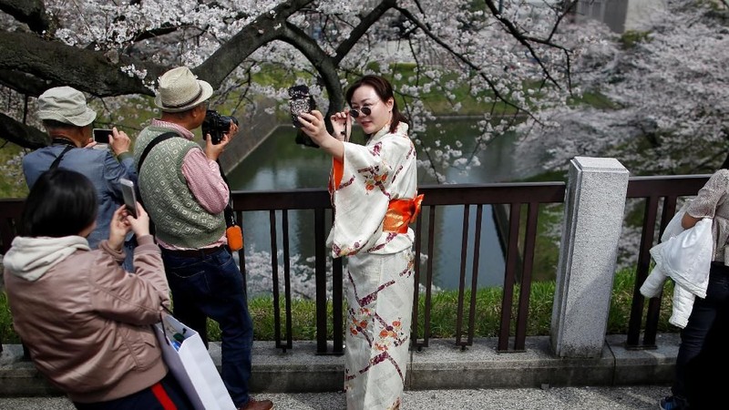 Pada musim semi wisatawan dapat menikmati keindahan bunga cantik yang terkenal asal Jepang tersebut.